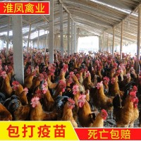 淮南王麻黄鸡出售柴鸡苗、散养土鸡苗、老母鸡批发
