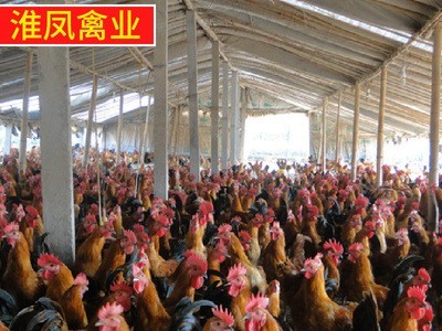 淮南王麻黄鸡出售柴鸡苗、散养土鸡苗、老母鸡批发图4