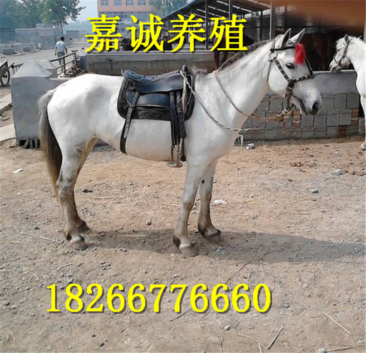 26_副本