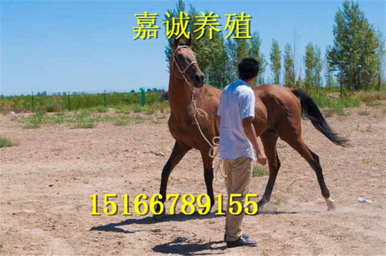 207521892553339304