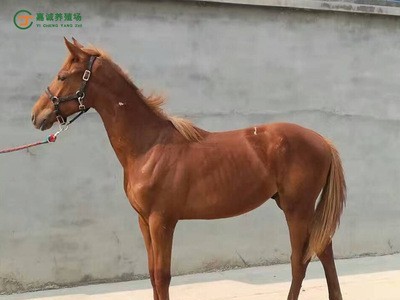 大人骑乘马蒙古马 矮马 骑乘马 旅游专用马 马匹价格图5