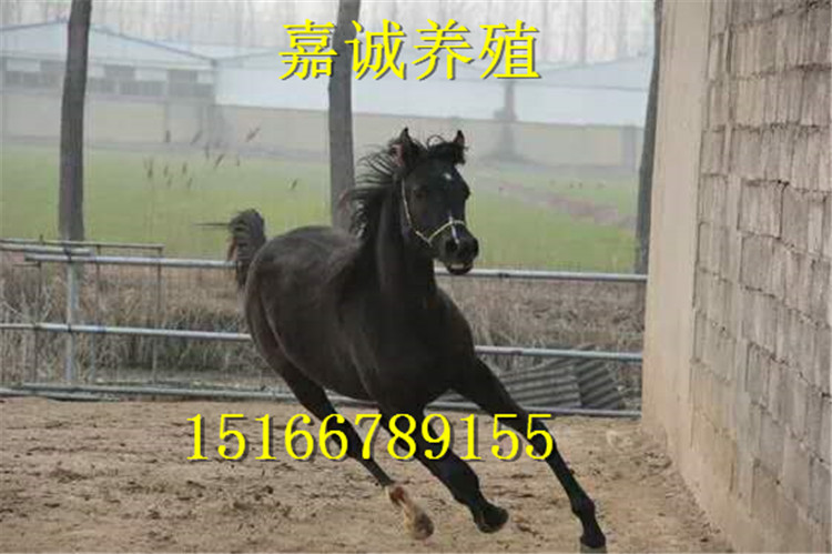 249763787584499600