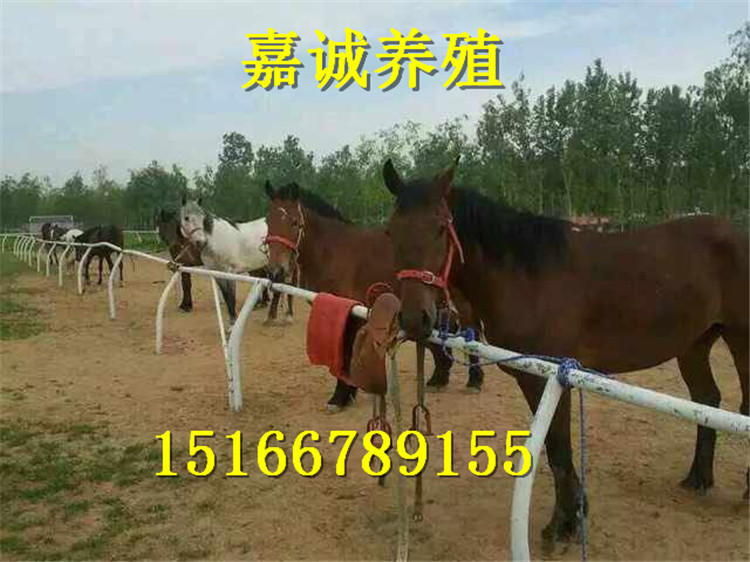 177059442232440398