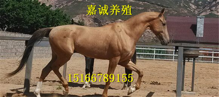 185153942540752178