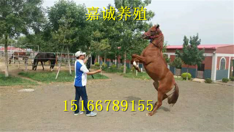 188233743889447954