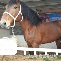 山东 一匹普通马的价格是多少那里有大型养马场骑乘马价格
