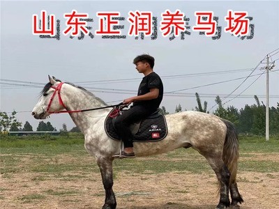 景区拍照用马价格 马匹饲养条件 出售骑乘马婚庆用马图3