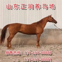 景区拍照用马价格 马匹饲养条件 出售骑乘马婚庆用马