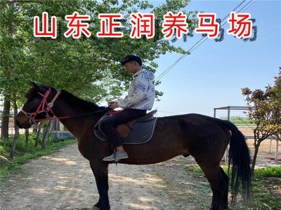 景区拍照用马价格 马匹饲养条件 出售骑乘马婚庆用马图2