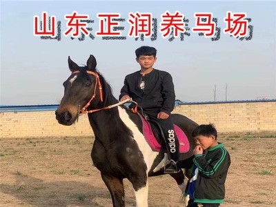 景区拍照用马价格 马匹饲养条件 出售骑乘马婚庆用马图4