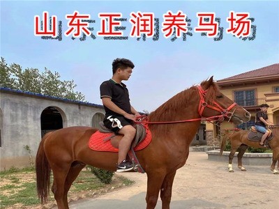 普通骑乘马价格 一般的马多少钱一匹 马匹养殖场 蒙古马 改良马图3