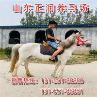 普通骑乘马价格 一般的马多少钱一匹 马匹养殖场 蒙古马 改良马