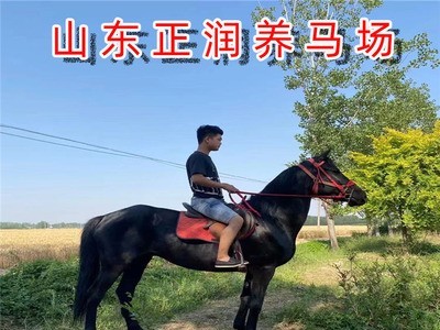 普通骑乘马价格 一般的马多少钱一匹 马匹养殖场 蒙古马 改良马图2