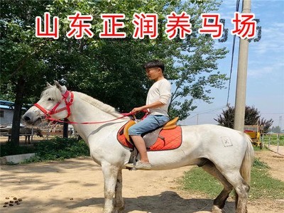 普通骑乘马价格 一般的马多少钱一匹 马匹养殖场 蒙古马 改良马图4