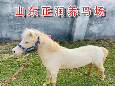 优良国产矮马大量供应 供应山东小矮马价格 供应优良马匹质量好图3