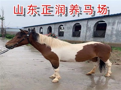 优良国产矮马大量供应 供应山东小矮马价格 供应优良马匹质量好图4