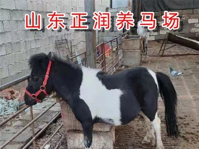 优良国产矮马大量供应 供应山东小矮马价格 供应优良马匹质量好图2