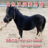优良国产矮马大量供应 供应山东小矮马价格 供应优良马匹质量好