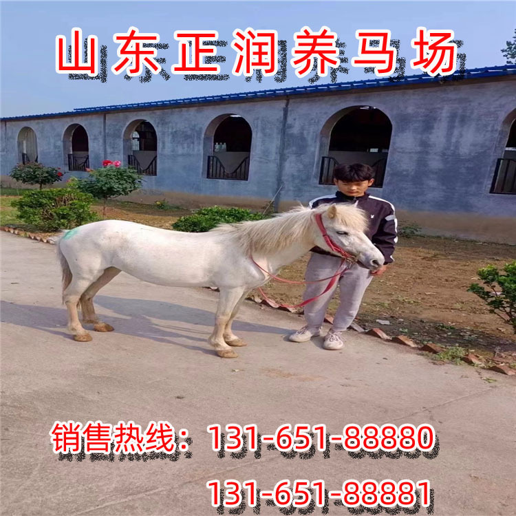 进口矮马，国产德保矮马，迷你小矮马