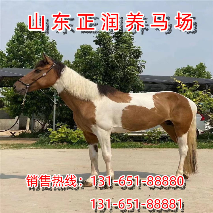 进口矮马，国产德保矮马，迷你小矮马