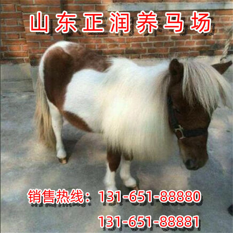 进口矮马，国产德保矮马，迷你小矮马