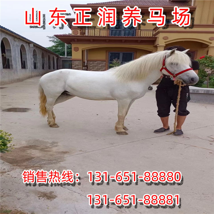 进口矮马，国产德保矮马，迷你小矮马