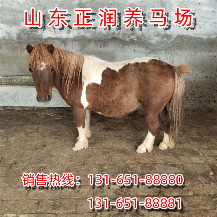 进口矮马，国产德保矮马，迷你小矮马