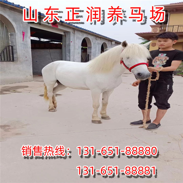 进口矮马，国产德保矮马，迷你小矮马