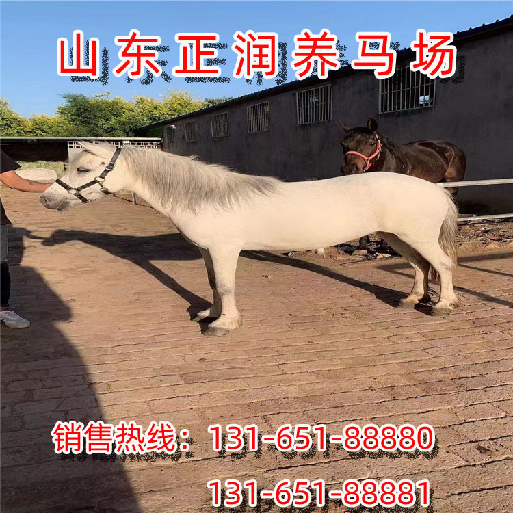 进口矮马，国产德保矮马，迷你小矮马