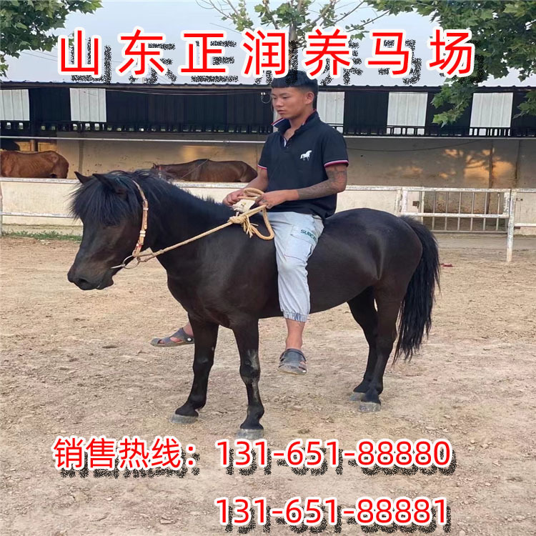 进口矮马，国产德保矮马，迷你小矮马