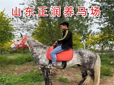 活体骑乘马市场走势 养马利润 温血马北京地区有出售的图5