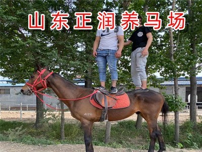活体骑乘马市场走势 养马利润 温血马北京地区有出售的图2