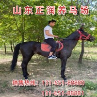 活体骑乘马市场走势 养马利润 温血马北京地区有出售的