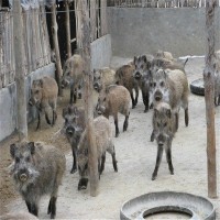 特种野猪苗批发价格 杂交二代野猪崽多少钱一只 野猪幼苗养殖技术