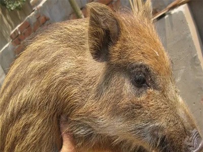 2021夏季特种野猪市场批发价格 供应小野猪幼苗 野猪种苗现货出售图3