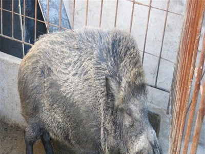 特种野猪种苗20斤左右 活体野猪幼崽多少钱一头 断奶小野猪苗价格图2
