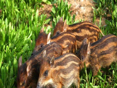特种野猪种苗20斤左右 活体野猪幼崽多少钱一头 断奶小野猪苗价格图3