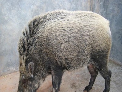 特种野猪种苗20斤左右 活体野猪幼崽多少钱一头 断奶小野猪苗价格图5