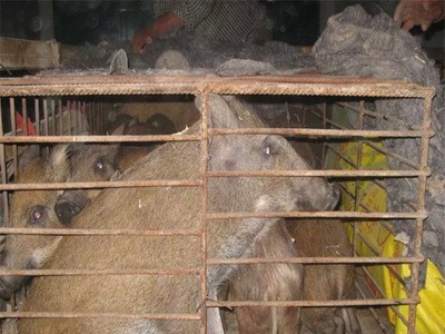 生态散养商品野猪价格 小野猪幼崽批发多少钱一只 山东野猪养殖图3