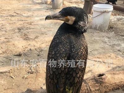 连云港活体鱼鹰捕鱼成年鱼鸬鹚鹰鱼鹰活体小鱼鹰鸬鹚景区表演抓鱼图5