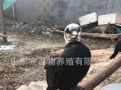 连云港活体鱼鹰捕鱼成年鱼鸬鹚鹰鱼鹰活体小鱼鹰鸬鹚景区表演抓鱼图3