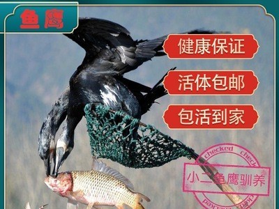连云港活体鱼鹰捕鱼成年鱼鸬鹚鹰鱼鹰活体小鱼鹰鸬鹚景区表演抓鱼图4