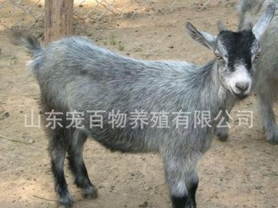 青山羊养殖 批发出售青山羊 小羊苗 繁殖母羊 种公羊 青山羊价格图2