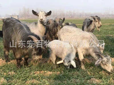 青山羊养殖 批发出售青山羊 小羊苗 繁殖母羊 种公羊 青山羊价格图5