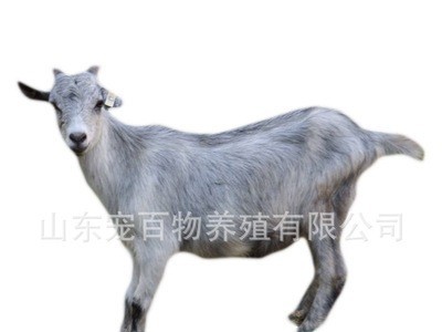 青山羊养殖 批发出售青山羊 小羊苗 繁殖母羊 种公羊 青山羊价格图4