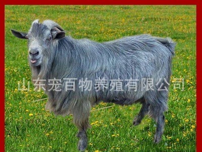 青山羊养殖 批发出售青山羊 小羊苗 繁殖母羊 种公羊 青山羊价格图1