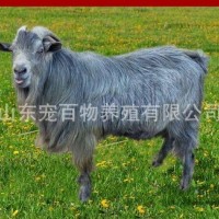 青山羊养殖 批发出售青山羊 小羊苗 繁殖母羊 种公羊 青山羊价格