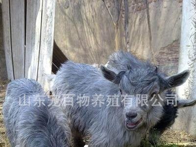 出售成年青山羊 头胎 二胎白山羊黑山羊 杜泊 小尾寒羊 羊苗 羊羔图3