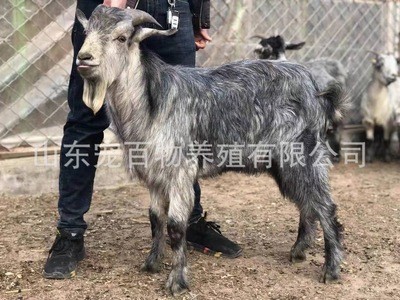 出售成年青山羊 头胎 二胎白山羊黑山羊 杜泊 小尾寒羊 羊苗 羊羔图4