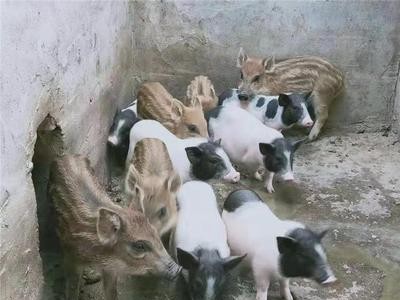 巴马香猪肉如何 巴马小香猪批发 一手货源图2